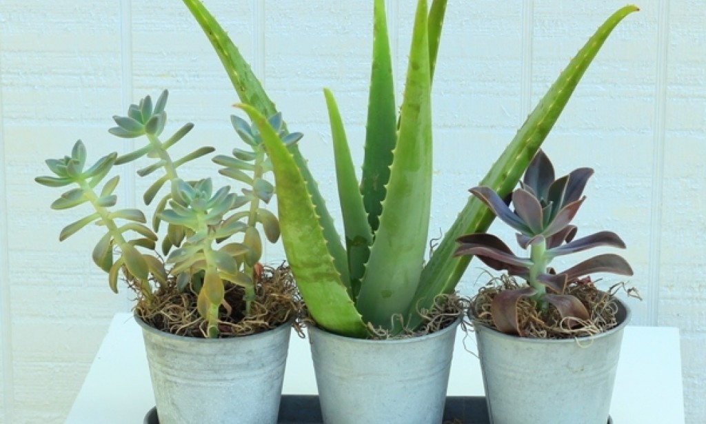 Why Buying Indoor Plants Online Really Works?