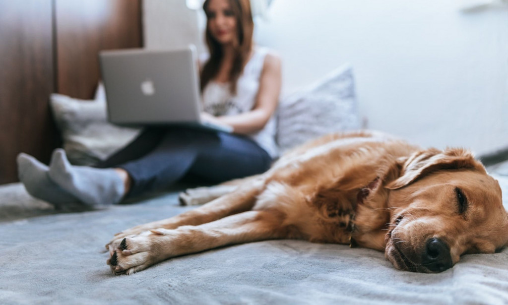 6 Basic Answers for Improve the Ergonomics of Your Home Workspace