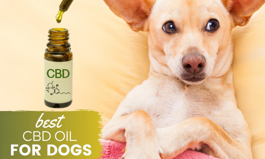 The Highly Qualified CBD Oil For Dog's PetSmart 